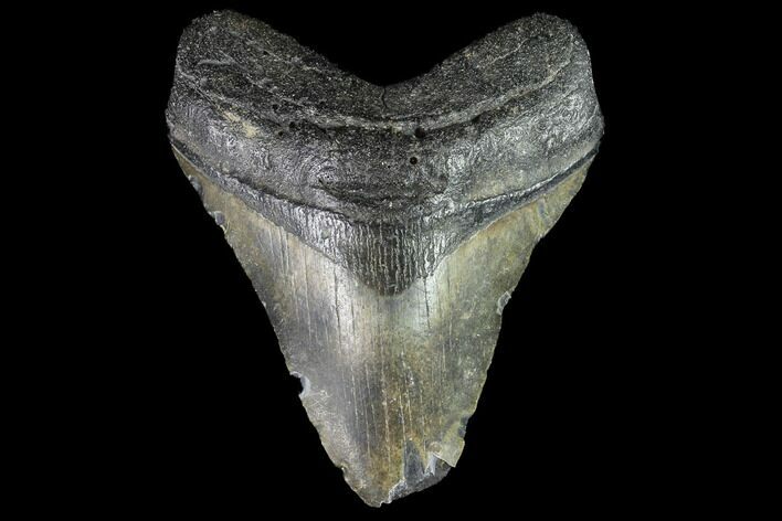 Bargain, Fossil Megalodon Tooth - North Carolina #86961